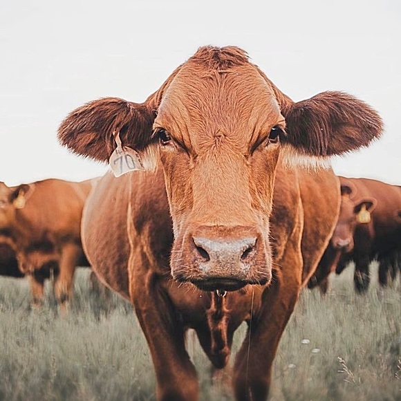 Meet your Posher, Amanda - Picture 15 of 17